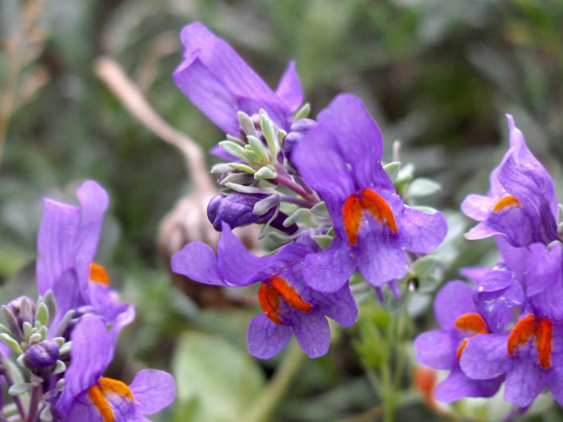 Linaria alpina photo